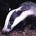 badger