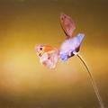 Butterfly on scabious