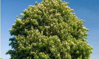 chestnut tree