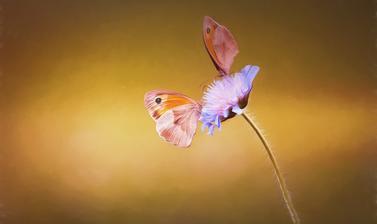 Butterfly on scabious