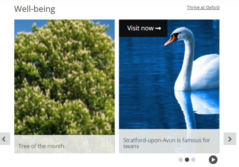 Carousel tile with rollover first image chestnut tree in full leat and swan swimming