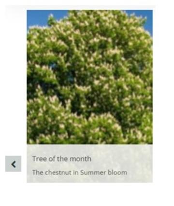 Carousel tile with rollover second image png Chestnut tree with expanded text to show the rollover function
