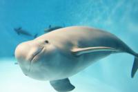 porpoise1