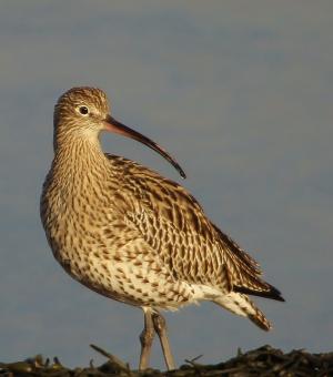 Curlew